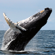 Ballena jorobada adulta. Foto: Wikipedia